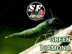 SF Aquatic™ 10 Green Diamond High Grade Neocaridina Live Freshwater Aquarium Shrimps Fully Mature Breeding Age. Live Arrival Guarantee.