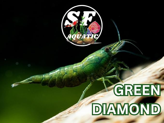 SF Aquatic™ 10 Green Diamond High Grade Neocaridina Live Freshwater Aquarium Shrimps Fully Mature Breeding Age. Live Arrival Guarantee.