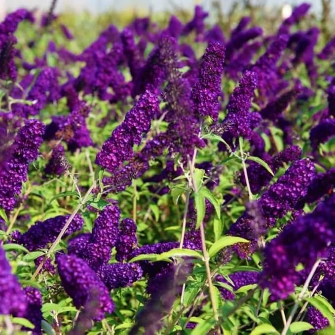 Black-Purple Butterfly Bush Live Shrub Plant Shrub, Buddleia Bush Well Rooted, 5 to 10 Inc Tall