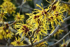 5 Witch Hazel Trees/Shrubs - 10-18" Tall Live Plants - Yellow Flowering Bushes - Hamamelis virginiana - (5 Pack)