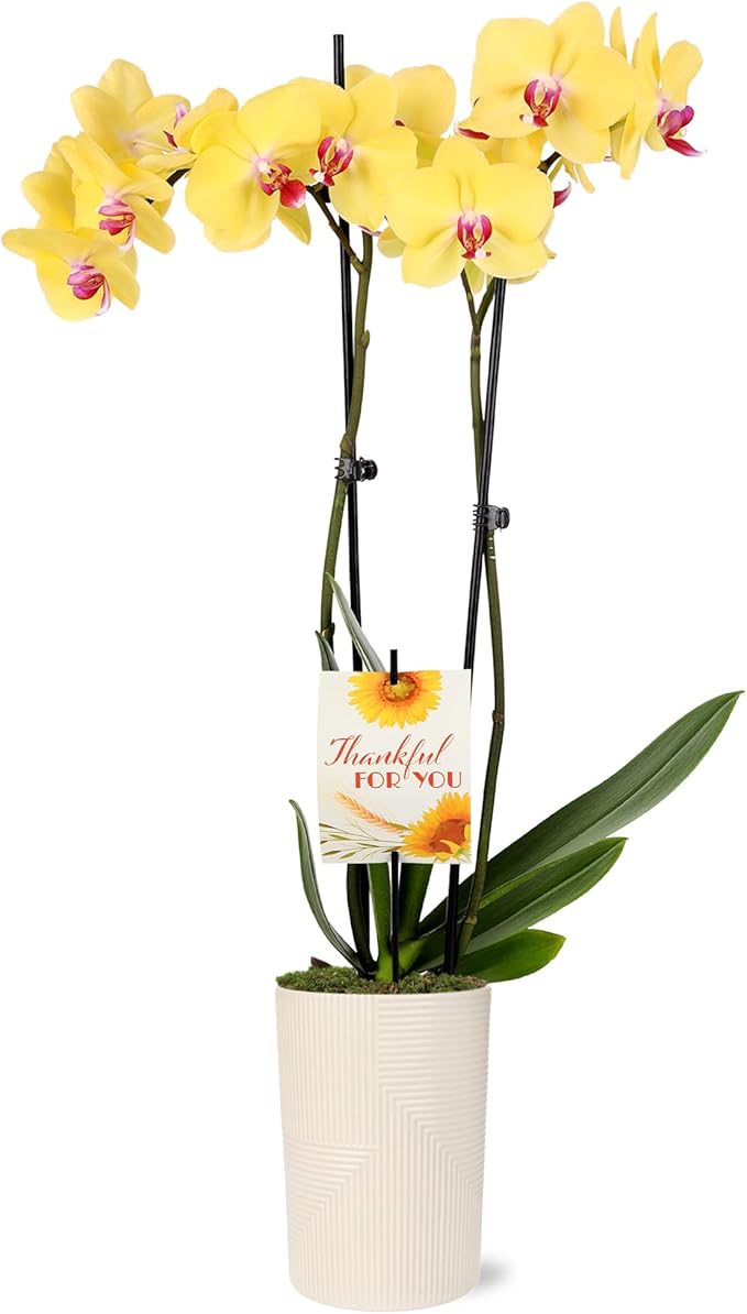 Green Circle Growers 5" Yellow Orchid in Rockefeller Beige Planter, Live Plant – Thankful for You