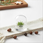 Live Sundew Plant Terrarium – Enclosed Ecosystem with Zero Maintenance – Unique Ecosphere Plants for Home Décor – Drosera Spatula Sundew Plant –Great Gift – Self-Sustaining Terrarium