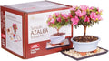 Brussel's Bonsai - Live Satsuki Azalea Bonsai Tree Kit, Outdoor Flowering Bonsai Tree Live Plant with Bonsai Pot, Soil and Tray, Easy Care Bonsai Starter Kit for Patio Garden (Medium)