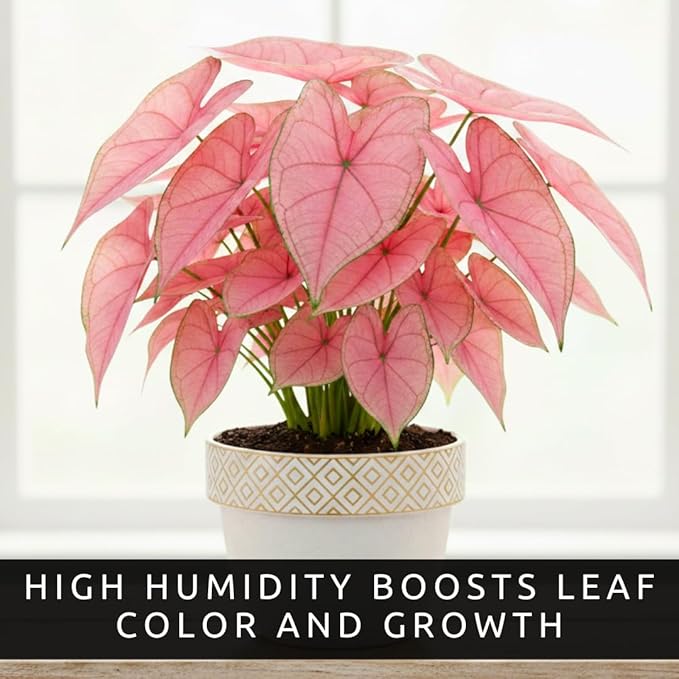 Pink Princess Caladium Bulbs for Planting - Beautiful Spotted Leafs Stand Out - Perennial Hosta, Elephant Ears, Fancy (10 Bulbs)