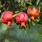 Live Pomegranate 'Wonderful' Plants (Punica Granatum 'Wonderful') - Fruit-Bearing, Drought-Tolerant, Easy to Grow (2 Pomegranate Wonderful sacs)