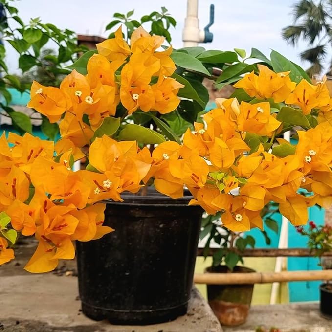2 Yellow Bougainvillea Plants Live, Trailing Bougainvillea Flowering Vine, Well Rooted Bougainvilleas 4-7 Inches
