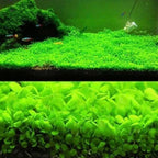 Freshwater Aquarium Decor, Easy Growing Dwarf Carpet for Fish Tank/Terrarium, Natural Aquatic Plant Growth Material – 1 Pack (Small Leaf)