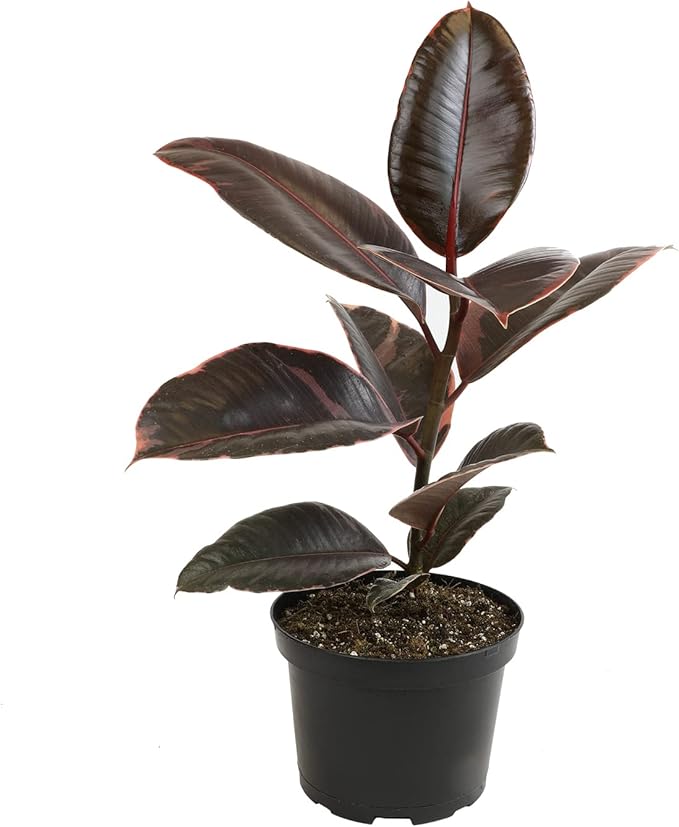 Ruby' Ficus Tree Live Plant (Variegated Rubber Plant), Ficus Elastica Live Plant Delivery, Easy Plant, Indoor Plants Live Houseplants, Real Plants, Live Plants Indoor Plant Decor by Plants for Pets