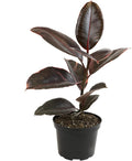 Ruby' Ficus Tree Live Plant (Variegated Rubber Plant), Ficus Elastica Live Plant Delivery, Easy Plant, Indoor Plants Live Houseplants, Real Plants, Live Plants Indoor Plant Decor by Plants for Pets