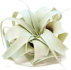 Light Blue Colorful Tillandsia Air Plants -Long Lasting Color Enhanced Live Tillandsia Succulent House Plants - Home and Garden Decor -Easy Care Indoor/Outdoor Plants (Mini Xerographica, Pack of 3)