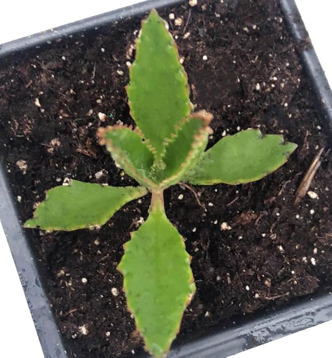 Smoke Camp Crafts Organic Mother of Thousands Plant (Kalanchoe daigremontiana) 2.5 inch Pot - Organic Easy-to-Grow Succulent House Plant for Home or Office Decor