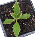 Smoke Camp Crafts Organic Mother of Thousands Plant (Kalanchoe daigremontiana) 2.5 inch Pot - Organic Easy-to-Grow Succulent House Plant for Home or Office Decor