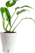 Costa Farms Monstera Burle Marx Flame, Live Plant in Self Watering Pot, Air Purifying Indoor Houseplant, Home, Room, or Office Decor, House Warming or Birthday Gift, 12-18 Inches Tall