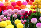 100PCS Mixed Color Snowball Mums Pompon Chrysanthemum Seeds Pompon Mum Courtyard Flower Heirloom Rare Seeds
