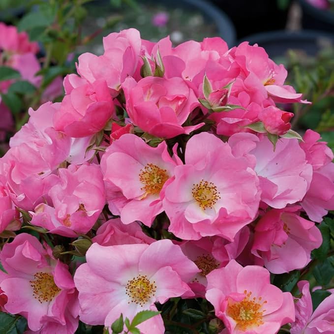 Heirloom Roses Live Rose Bush - Forever & Ever® Pink Shrub Rose Plant for Outdoor Planting