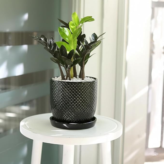 ZZ Zamioculcas 'Black Queen' (4" Grower Pot) - Low Light and Healthy Houseplant - Easy to Care Indoor Plants - Live Healthy Houseplant for Home Office Decoration