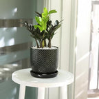 ZZ Zamioculcas 'Black Queen' (6" Grower Pot) - Low Light and Healthy Houseplant - Easy to Care Indoor Plants - Live Healthy Houseplant for Home Office Decoration