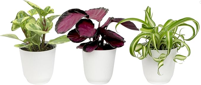 Pet Friendly House Plant Decor 3-Pack, Dog & Cat Safe Plants in 4" White Pots for Home & Office, Grower's Choice Live Houseplants, Approx. 9" Tall, Peperomia, Calathea & More by Plants for Pets