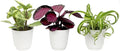 Pet Friendly House Plant Decor 3-Pack, Dog & Cat Safe Plants in 4" White Pots for Home & Office, Grower's Choice Live Houseplants, Approx. 9" Tall, Peperomia, Calathea & More by Plants for Pets