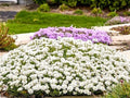 Greenwood Nursery: Live Perennial Plants - Alexander's White Candytuft + Iberis Sempervirens - [Qty: 2X 3.5 Pots] - (Click for Other Available Plants/Quantities)