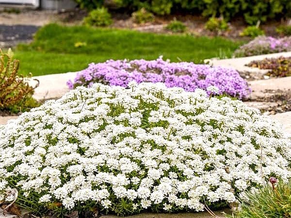 Greenwood Nursery: Live Perennial Plants - Alexander's White Candytuft + Iberis Sempervirens - [Qty: 2X 3.5 Pots] - (Click for Other Available Plants/Quantities)
