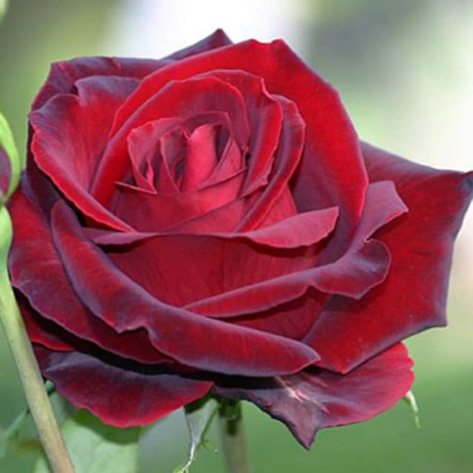 Velvet Red Black Climbing Rose Live Plant, Can Grow As Rose Bushes Shrubs, Fragrant Ready to Plant, Starter Size, 5 to 10 Inc Tall, Dormant in Winter