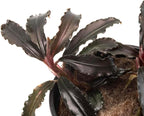 Bucephalandra ‘Godzilla’ Easy Live Aquarium Plants for Aquatic Freshwater Fish Tank