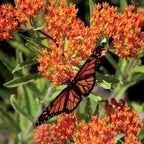 Chalily Mexican Butterfly Weed, a Great Live Pond Plant for Your Water Garden. Filters The koi and Goldfish Pond. Good for Bogs, Plant Shelf or Shallow Water This marginal Aquatic is a Real Beauty