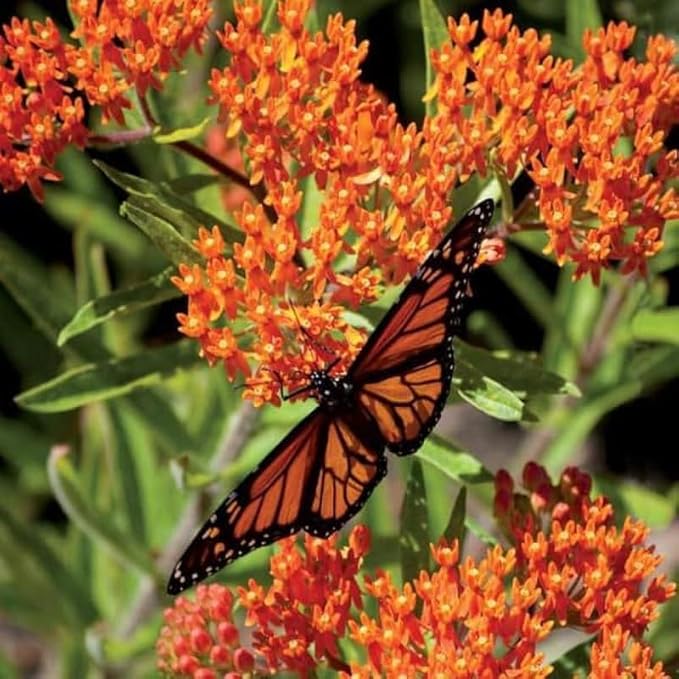 Chalily Mexican Butterfly Weed, a Great Live Pond Plant for Your Water Garden. Filters The koi and Goldfish Pond. Good for Bogs, Plant Shelf or Shallow Water This marginal Aquatic is a Real Beauty