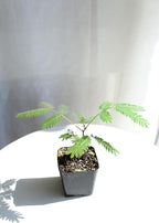 Pink Flower Persian Mimosa Silk Tree Live Starter Plant Albizia Julibrissin 2 Inch Pot (1)