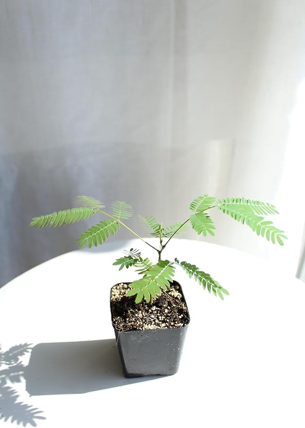 Pink Flower Persian Mimosa Silk Tree Live Starter Plant Albizia Julibrissin 2 Inch Pot (1)