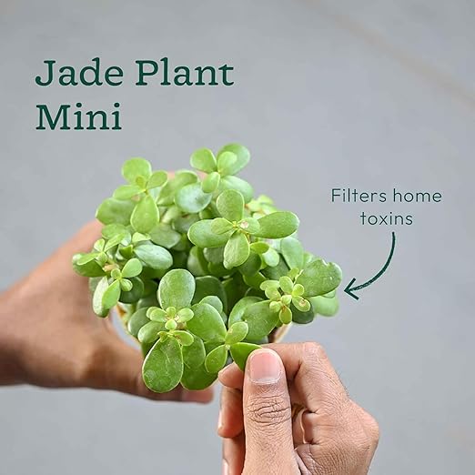 Air Purifier Indoor Plants Combo of 4 | Jade Mini, Peace Lily, Variegated Money & Snake Hahnii in Self Watering Kyoto Pots - Ivory