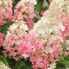 Hydrangea Live Plant, 6-12 Inch Tall, Hardy Flowering Shrub in 2.5" Pot, Outdoor Garden Hydrangea Bush (Pink Hydrangea)