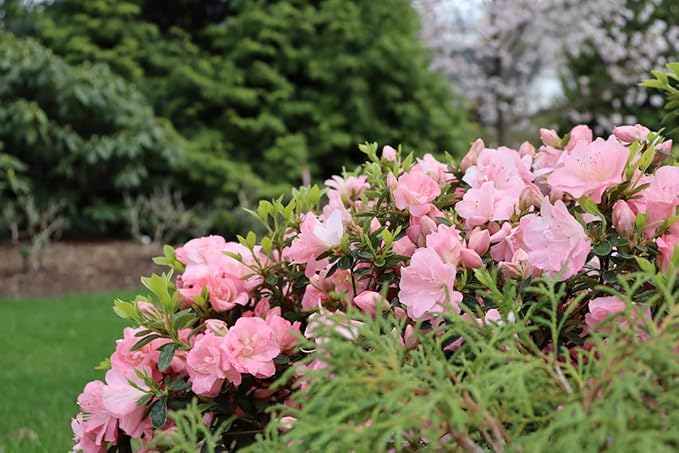 Pink Reblooming Azalea Plant Live, 7 Months Old Rhododendron Like, Azalea Rhododendron Tree Flowers Plants Live Bush in Pot