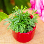 RedCrocus Assorted Ferns Indoor & Outdoor- Lush Green Fronds, Shade-Loving, Pet Safe, Container & Garden Plant for Shaded Areas, Attractive Foliage 4" Pot (Pack of 4)