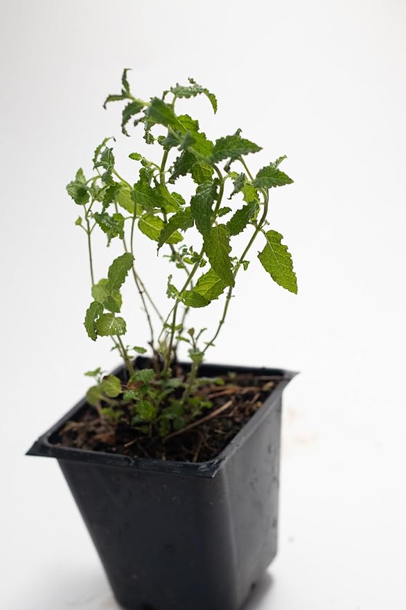 Organic Live Strawberry Mint Plant (Mentha spicata) in a 2.5 inch Pot - Fragrant Herb by Smoke Camp Crafts