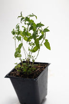 Organic Live Strawberry Mint Plant (Mentha spicata) in a 2.5 inch Pot - Fragrant Herb by Smoke Camp Crafts