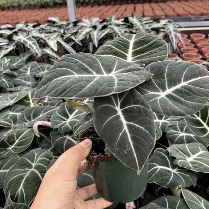 Black Velvet Alocasia Plant Live, Rare Tropical Alocasia Indoor Houseplant 4-7 Inches