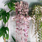 Ceropegia Woodii Variegated String of Hearts Plant Live, Rare Succulent Trailing Vine in Pot, Indoor Houseplant