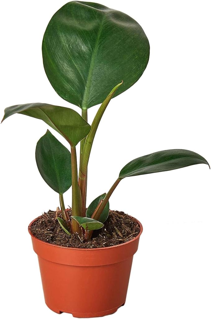 Philodendron Congo Rojo Live Plant for Indoor | Different Houseplants in 4'' & 6'' Pot | Real House Plant for Living Room, Office, Desk & Bathroom | Congo Rojo
