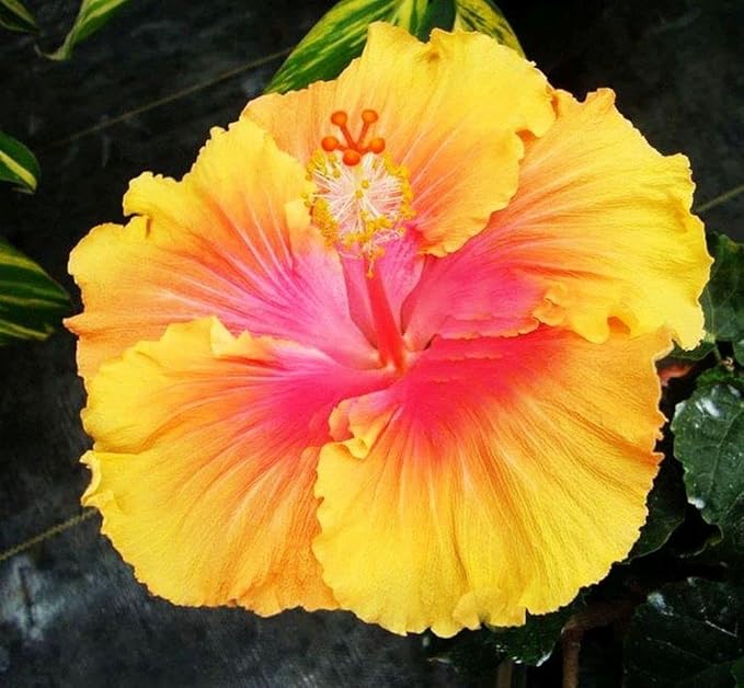 Hibiscus Mix 100+ Seeds Flowers Planting for Outdoor Indoor