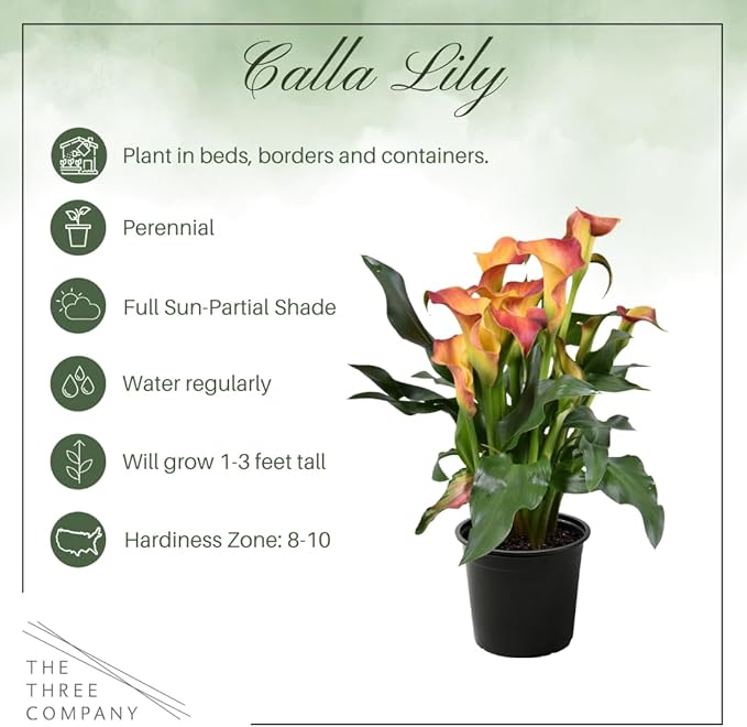 Live Flowering Calla Lily (2 Plants Per Pack) - Orange, 3+ Blooms - Beautiful Spring Perennial - 12" Tall by 5" Wide in 1 Qt Pot