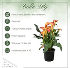 Live Flowering Calla Lily (2 Plants Per Pack) - Orange, 3+ Blooms - Beautiful Spring Perennial - 12" Tall by 5" Wide in 1 Qt Pot