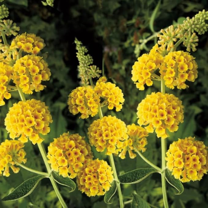 Yellow Orange Butterfly Bush Live Shrub Plant Shrub, Buddleia Bush Well Rooted, 5 to 10 Inc Tall