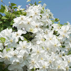 Clematis Vine Plants Live in Pot, 8 Months Old Seedlings Climbing Flowering, Outdoor Trellis Fences, Cold Hardy (Random Clematis)