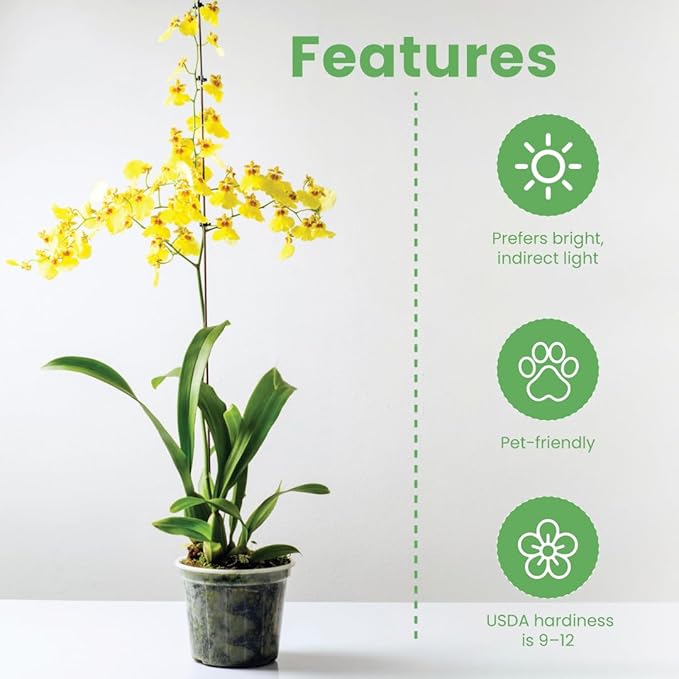 American Plant Exchange Live Oncidium Orchid Plant with Colorful Flowers, Dancing Lady Orchid, Ideal for Home and Garden Decor, 4" Pot