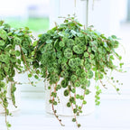 String of Turtles Live Plant, Rare Succulent Houseplant Indoor Home Decoration