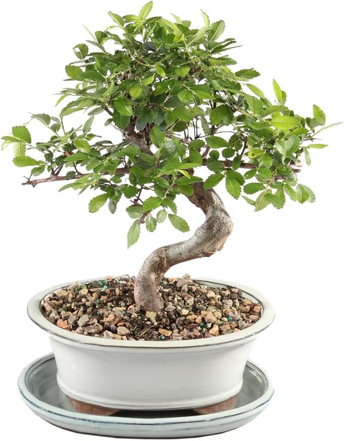 Chinese Elm with White 8" Ceramic Tray