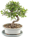 Chinese Elm with White 8" Ceramic Tray