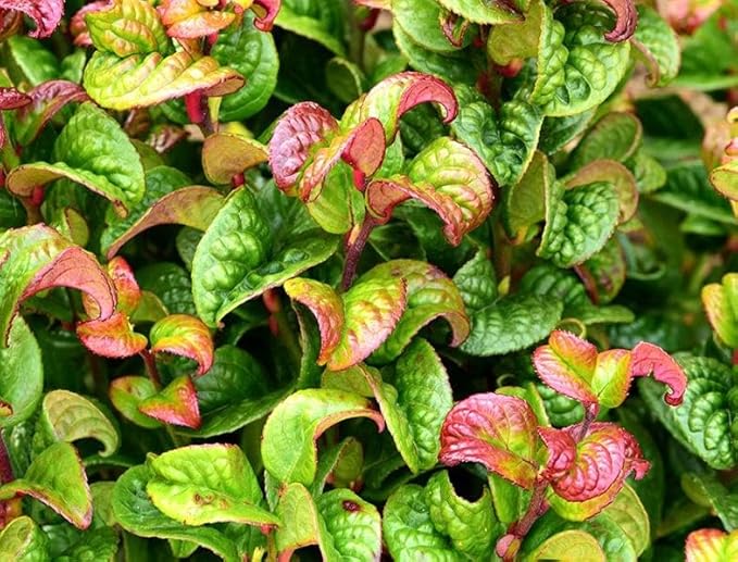 ReJoyce Coast Leucothoe – Evergreen Shrub for Shade Gardens, Borders & Containers – Fragrant, Deer-Resistant, Pet Safe – Low Maintenance, Attractive Foliage & Blooms 1 Gallon